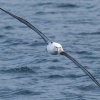 Neuseeland, Doubtful Sound, Albatrosse