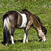 Iceland Horses