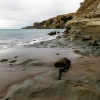 Australtölpel, Cape Kidnappers