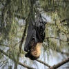 Tonga, Flying Foxes