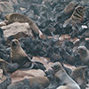 Cape Cross seals
