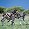 Nxai Pan, Zebras