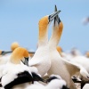 Australasian gannet, Cape Kidnappers