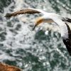 Australasian gannet, Cape Kidnappers