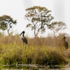 Openbill stork