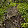 Hiking Trail at Skaftafell National Park