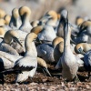 Cape gannet