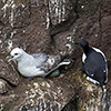 Iceland, Westfjords scenery