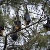 Tonga, Flying Foxes