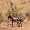 Red Hartebeest