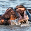 Hippos, St. Lucia