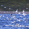 Island, Landschaft Westfjorde