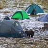 Kamchatka, Tolbachik, Bears
