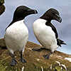 Iceland, razorbill