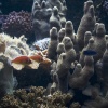 New Caledonia, Aquarium des Lagons