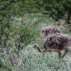 Botswana, Kalahari, CKGR