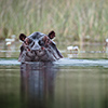 Okavango Delta, Botswana, hippo