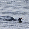 Neuseeland, Doubtful Sound, Pinguine