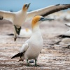 Australasian gannets, Cape Kidnappers