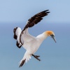 Australasian gannets, Cape Kidnappers