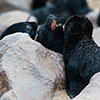 Cape Cross seals