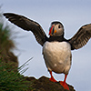 Iceland, Atlantic Puffin, Lundi