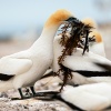 Australasian gannets, Cape Kidnappers