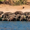 buffalo herd