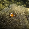 Anak Krakatau, Unterwasser