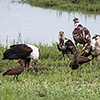 Chobe NP, African fish eagle