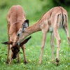 Chobe NP, Impala