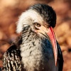 red hornbill