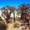 Baines Baobabs