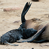 Cape Cross seals