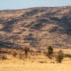 Impala herd