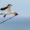 Australasian gannets, Cape Kidnappers