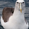 New Zealand, Doubtful Sound, albatrosses