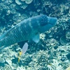 Palau Archipel, underwater