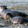 Hippos, St. Lucia