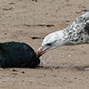 Cape Cross seals