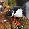 Iceland, Atlantic Puffin, Lundi