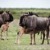 Botswana, Kalahari, CKGR