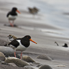 Iceland, seabirds