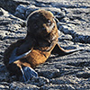 New Zealand, Doubtful Sound, sea lions