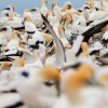 Australasian gannets, Cape Kidnappers