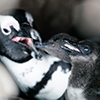 Brillenpinguine Boulders Beach