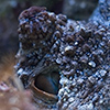 New Caledonia, Aquarium des Lagons