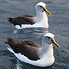 New Zealand, Doubtful Sound, albatrosses