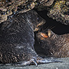 xflo:w photo calendar 2014, New Zealand coast wildlife