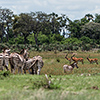 Okavango Delta, Botswana